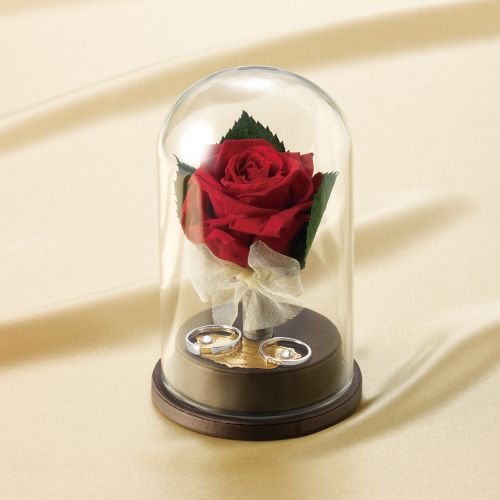 Rose in Motion（SR）